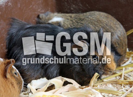 Meerschweinchen-014.jpg